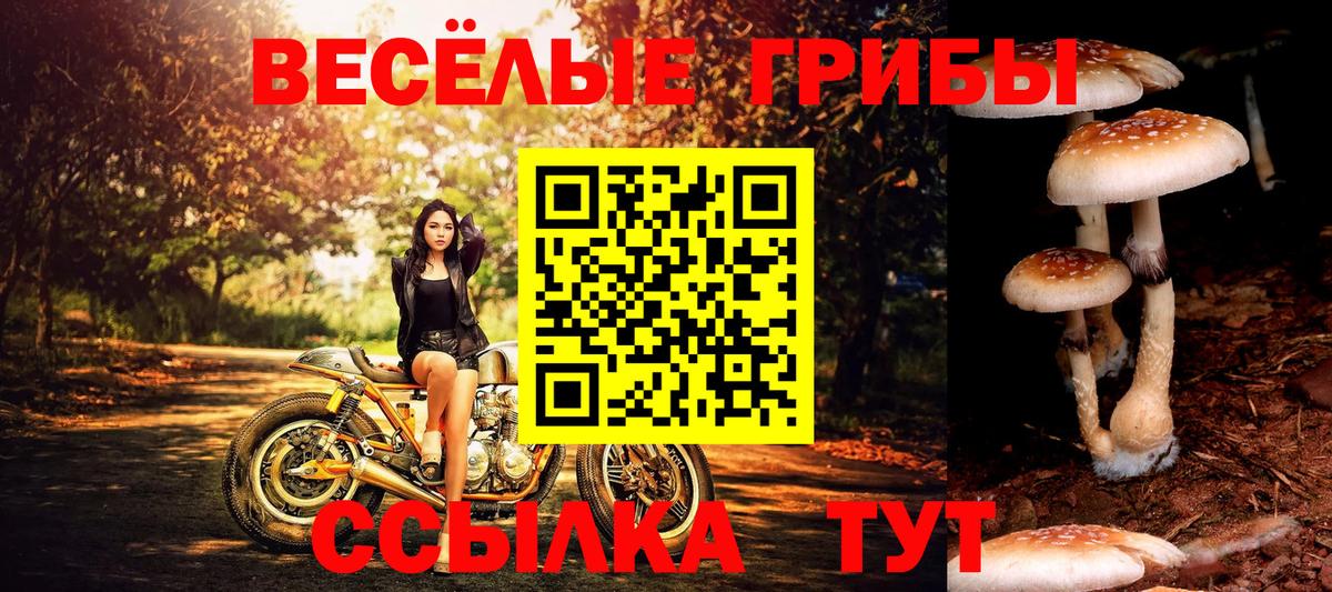 Псилоцибиновые грибы мицелий Михайловка